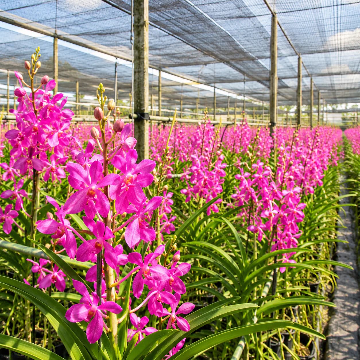 Thai orchid growers tending Dendrobium plants on the farm