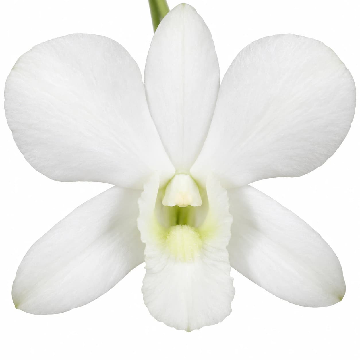 Den. Big White Form