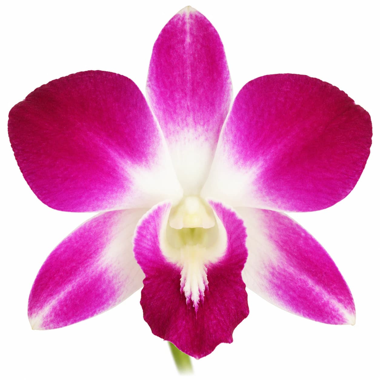Den. Sonia