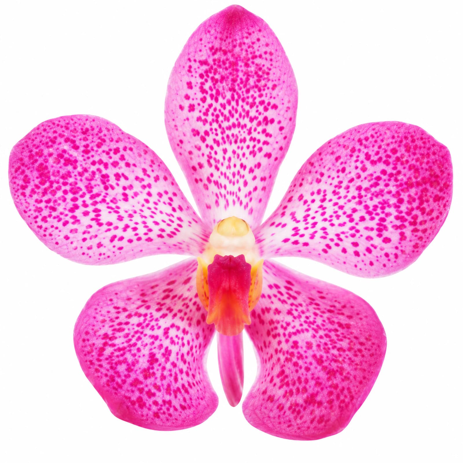 Mok. Pink Jubkuan