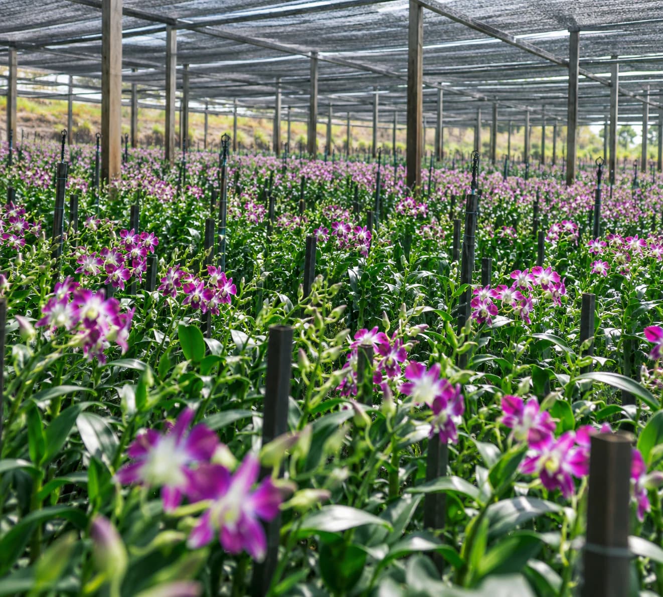 Fresh-cut Dendrobium orchids being prepared for export in Thailand