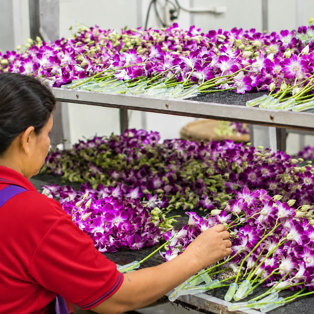 Fresh-cut orchids prepared and packed for their journey